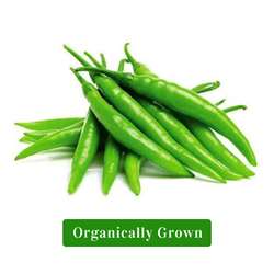 Organic Green Chilli/Organic Hari Mirch (200 gm)