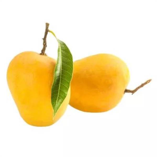 Ratnagiri Alphonso Mango (Hapus Amba)- 1 Kg